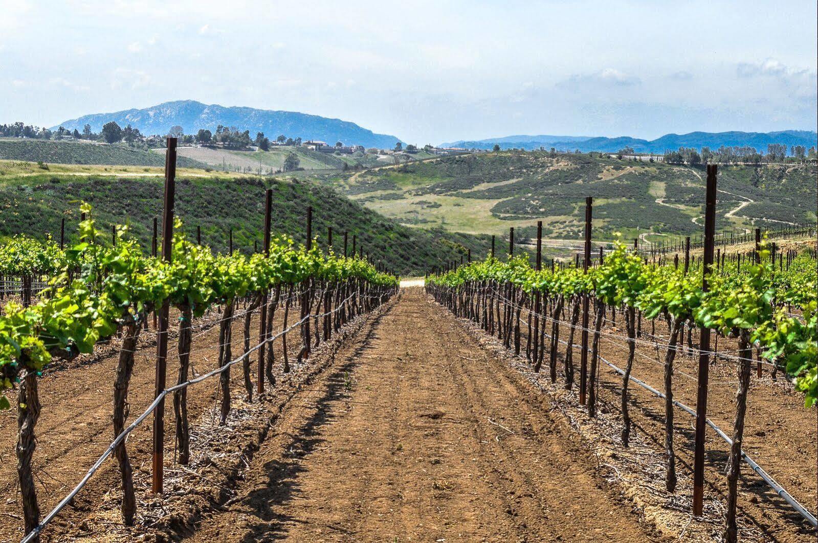 טמקולה Carter Estate Winery And Resort מראה חיצוני תמונה