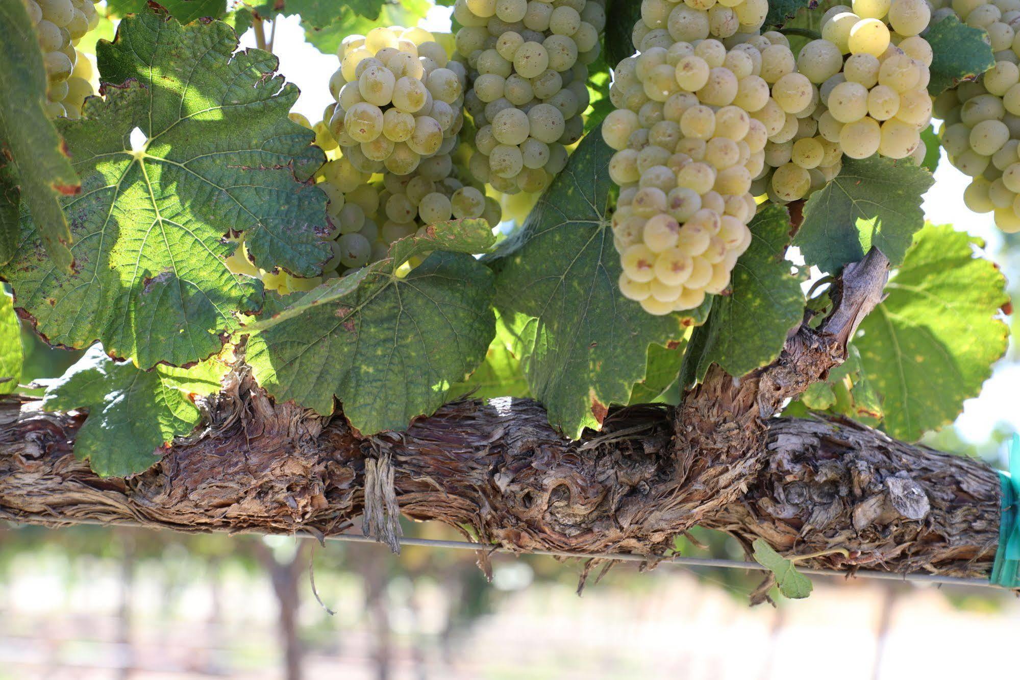 טמקולה Carter Estate Winery And Resort מראה חיצוני תמונה